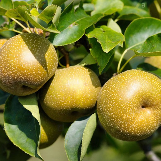 Яблоко-груша Косу