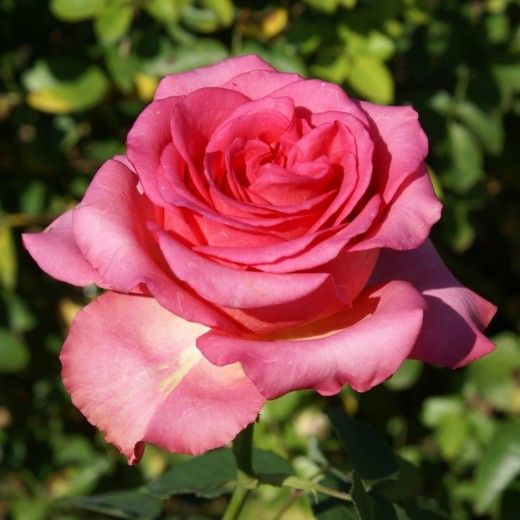 Роза Мондиале