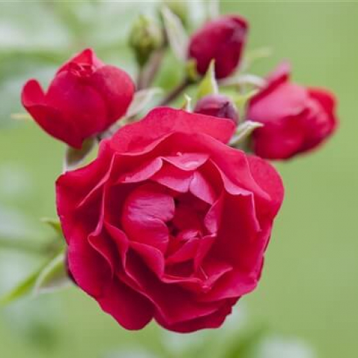 Роза штамбовая Зоммерабенд (уценка)