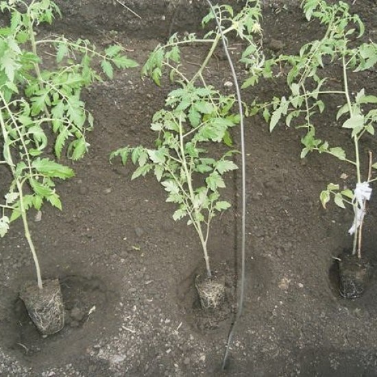 Рассада томатов после высадки в грунт