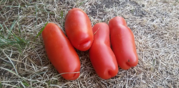 Томат жиголо описание отзывы. Сорт томатов жигало. Сорт помидор жиголо. Семена томат жиголо. Томат Аурия.