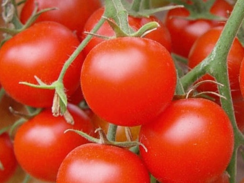 Семена низкорослых помидоров купить
