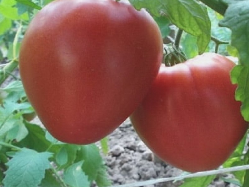 Сорт томатов краса сибири. Томат батяня Сибирская селекция. Томат Яша югославский. Семена томат батяня.