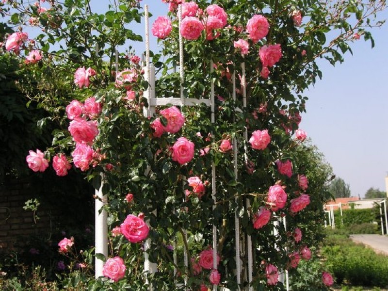Роза Свит Лагуна KORDES (Sweet Laguna) - саженцы лицензионных роз купить в  Минске, доставка почтой по Беларуси, недорого в интернет-магазине
