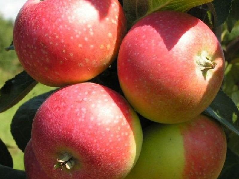 Яблоня Весялина - саженцы яблонь купить в Минске, доставка почтой по  Беларуси, недорого в интернет-магазине