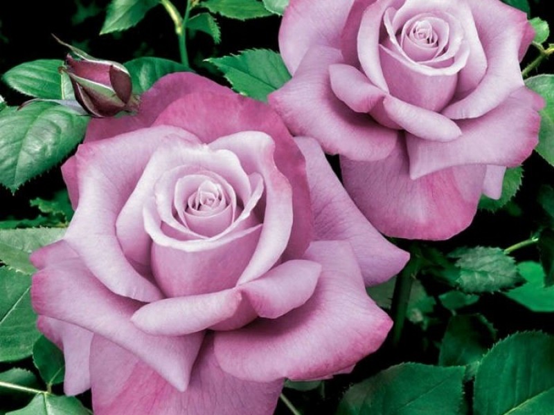 ТОП-5 самых красивых роз