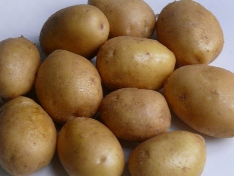 Картофель палац описание сорта. Сорт картофеля Зорачка. Сорт картофеля Джелли. Сорт картофеля Бернина.