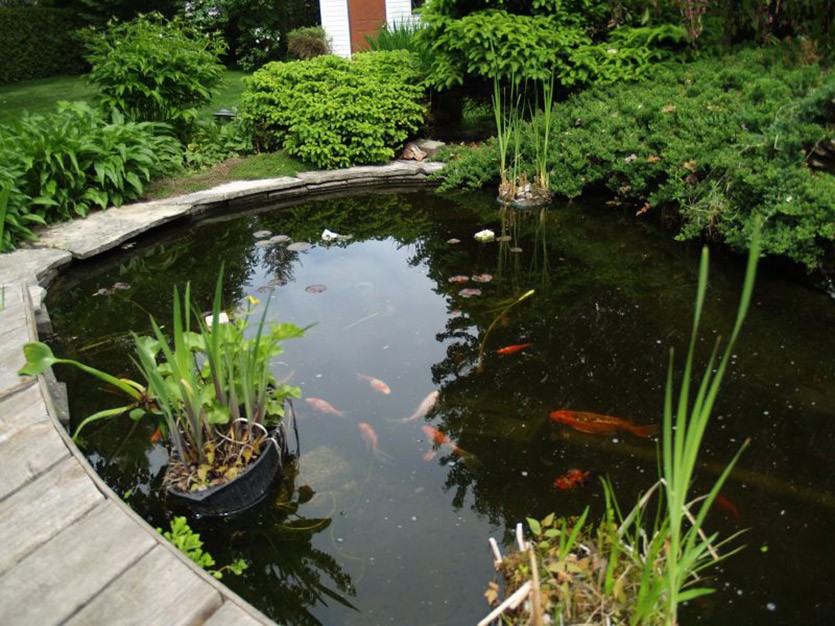 5 идей для создания и оформления водоема на садовом участке