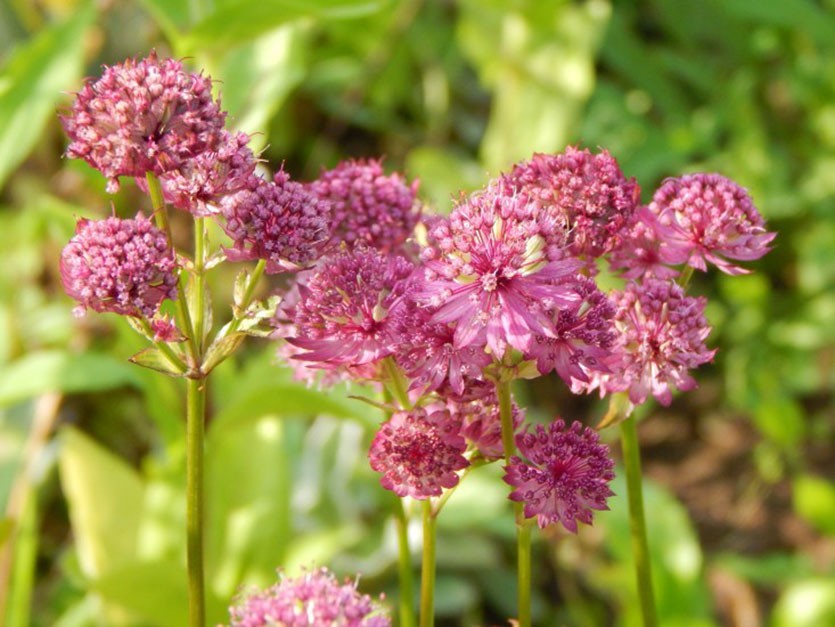10 многолетних растений, которые будут цвести все лето: подборка для садовода