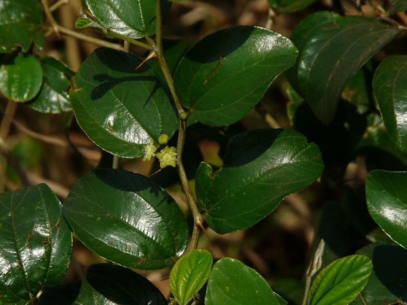 Листья зизифуса