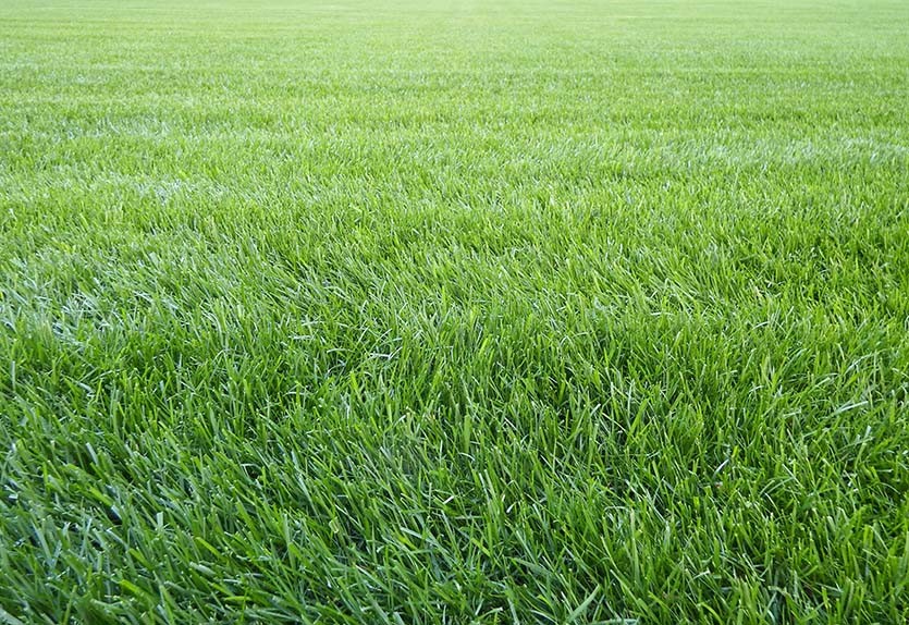 Купить рулонный газон, Газонная трава, гидропосев газона в интернет магазине Биония
