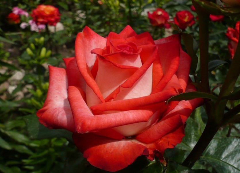 Роза Блаш Чайно-гибридная