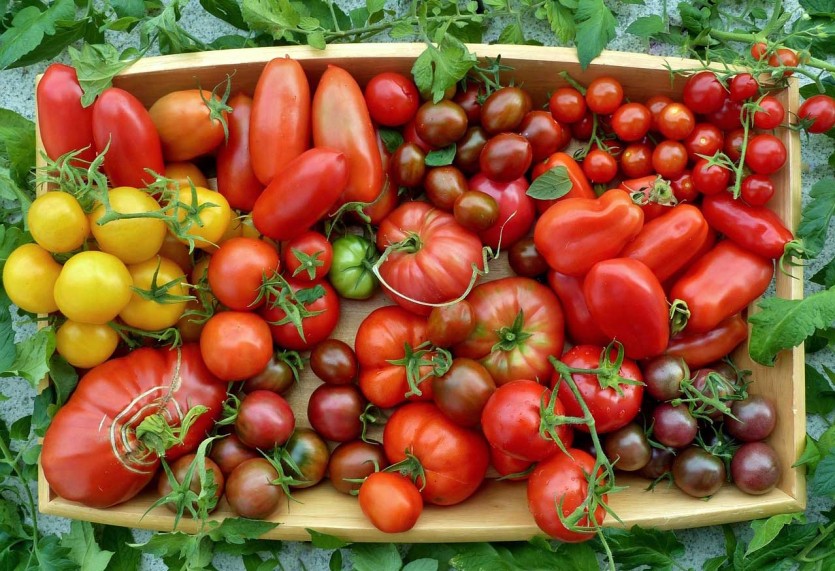 томаты помидоры