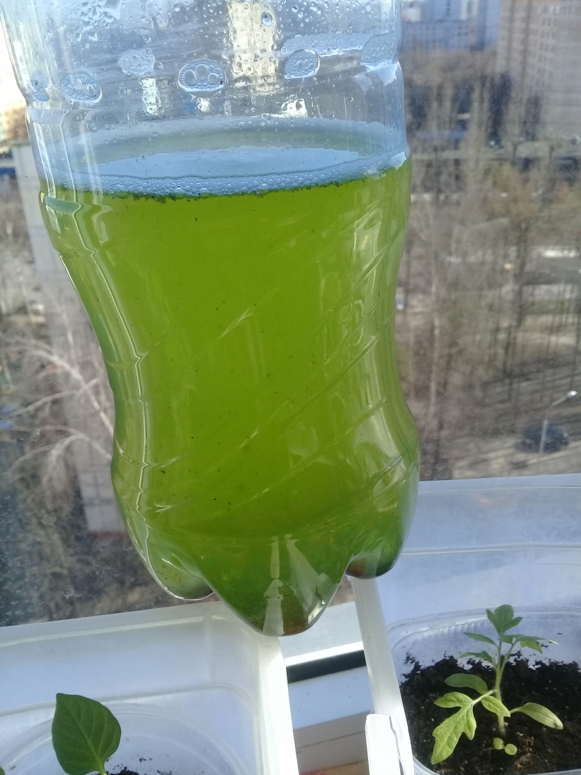 Вода в фильтре зеленеет. Вода зацвела в бутылке. Вода позеленела в бутылке. Вода зацвела в баклажке. Вода цветет.