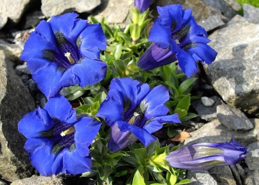 Горечавка: садовый многолетник с синими цветками. Где посадить, когда цветет