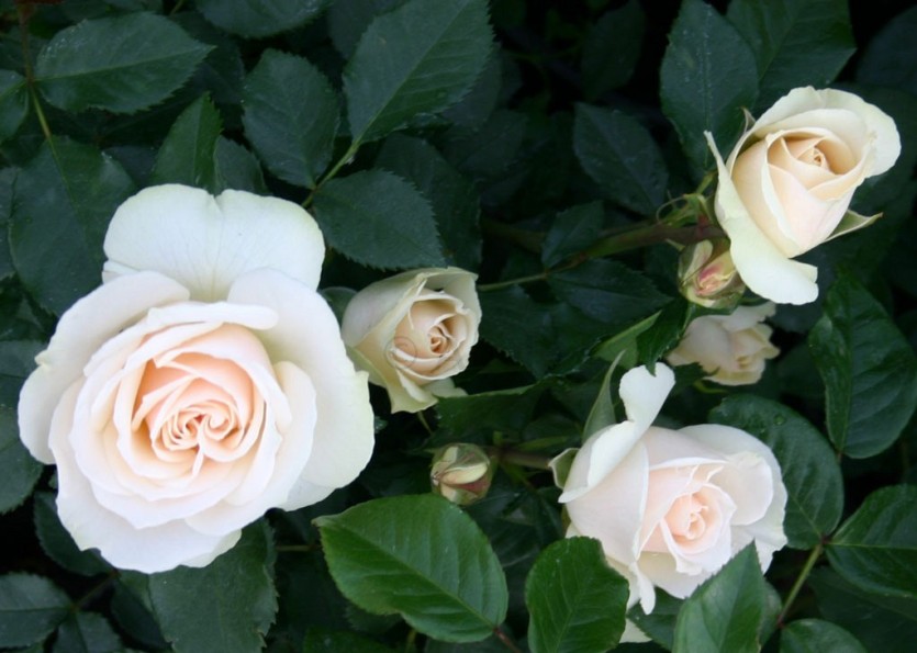 Roses Edelweiss types and varieties. Roses Edelweiss - planting ...