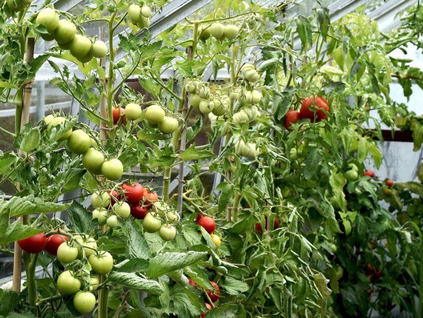 Как восстановить почву в теплице после выращивания томатов? Помогутра��тения-сидераты! Сеем уже сейчас, еще до окончания плодоношения