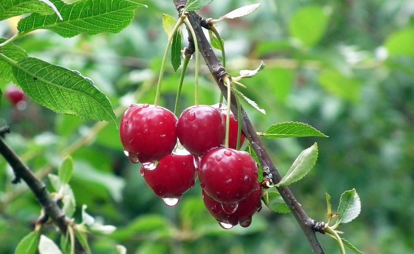 Сорта вишни устойчивые к коккомикозу