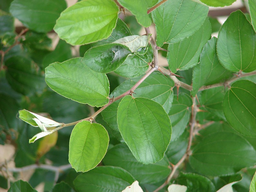 Листья зизифуса