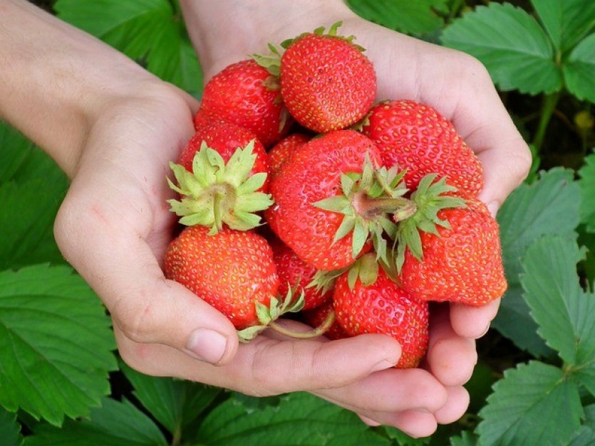 Календарь ухода. Клубника: как вырастить много вкусных и здоровых ягод.Рекомендации опытного садовода
