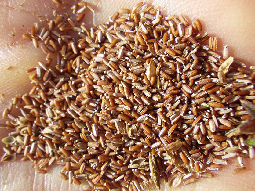 Семена вербены фото семена манга