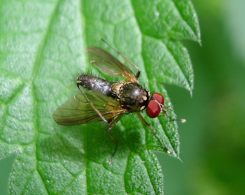 Малинная стеблевая муха