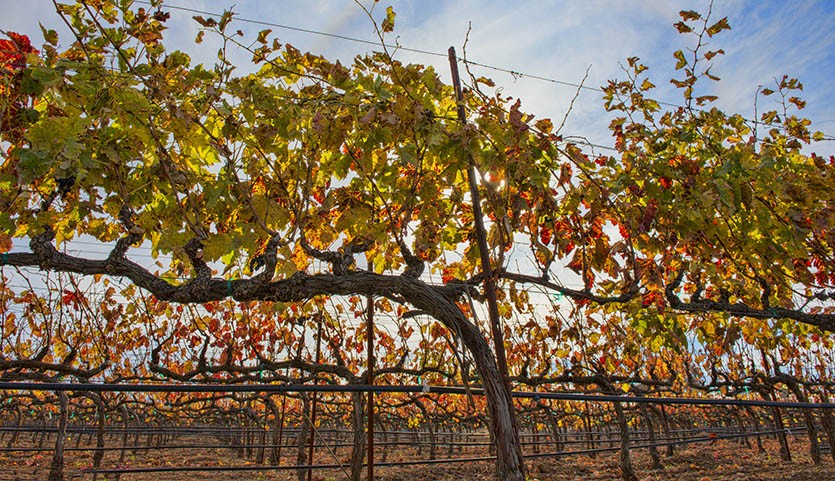 Все о винограде осенью: подкормка, полив, обрезка, укрытие