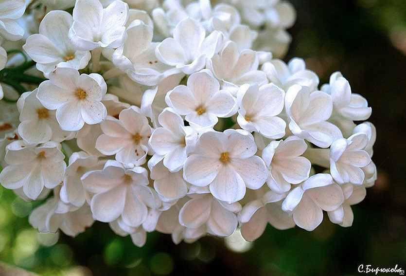 Цвет и запах цветов сирени Рочестер
