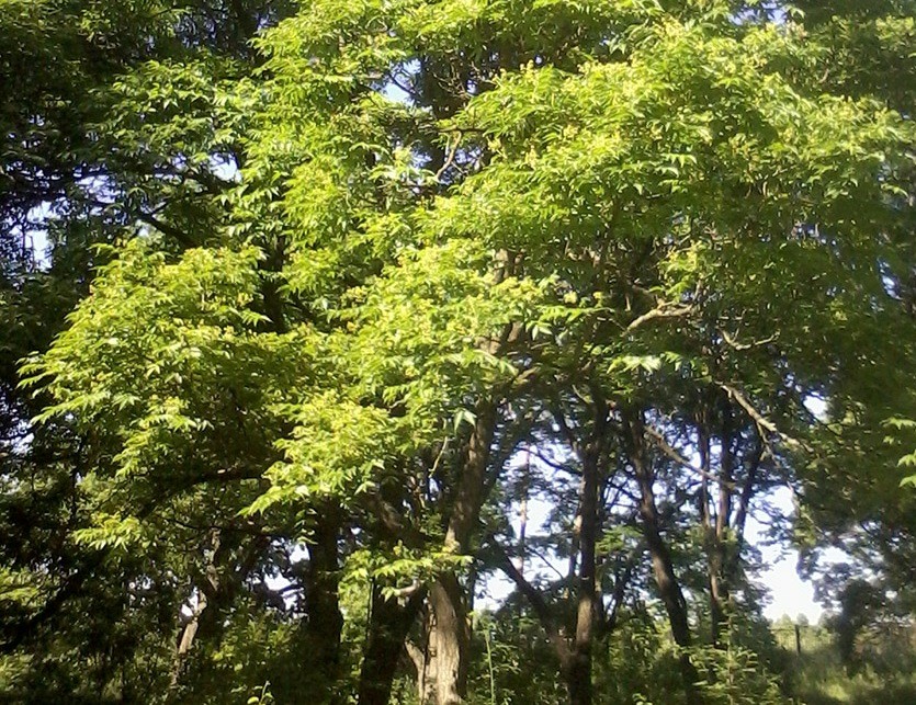 Взрослое дерево бархата