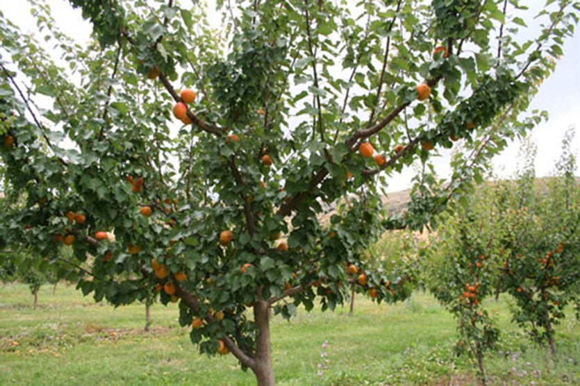 Дерево абрикос