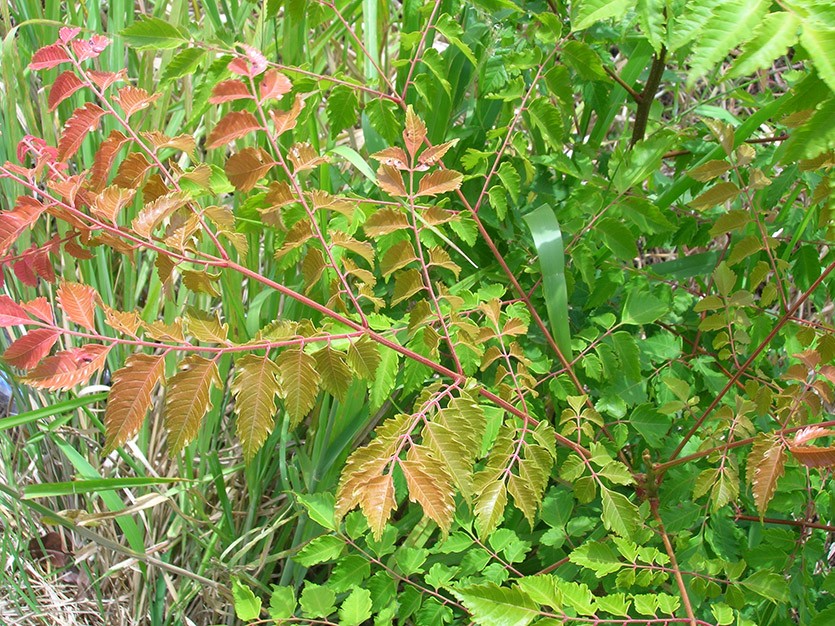 Листья кёльрейтерии