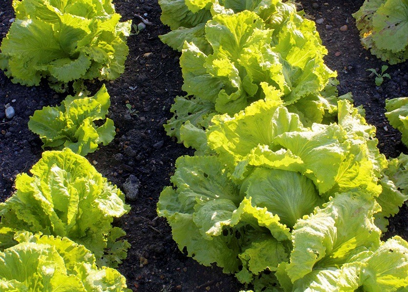 Выращивание салата из семян. Кочанный и листовой салат