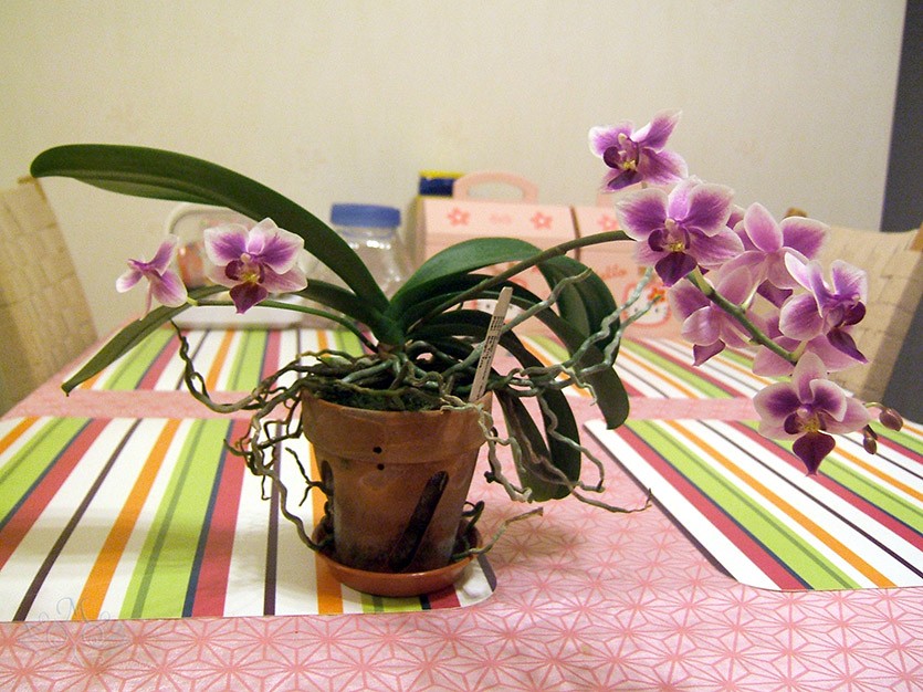Корни орхидеи