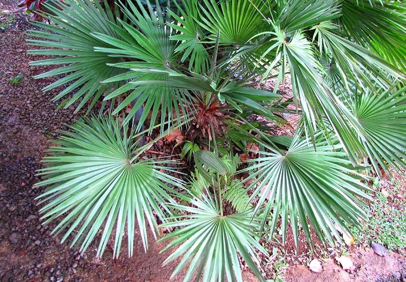 Выращивание пальмы хамеропс из семян в домашних условиях уход за приземистыми и высокими сортами Экзельца