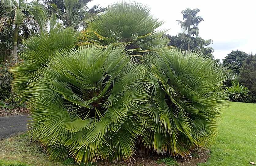 Хамеропс приземистый Auckland Botanic Gardens