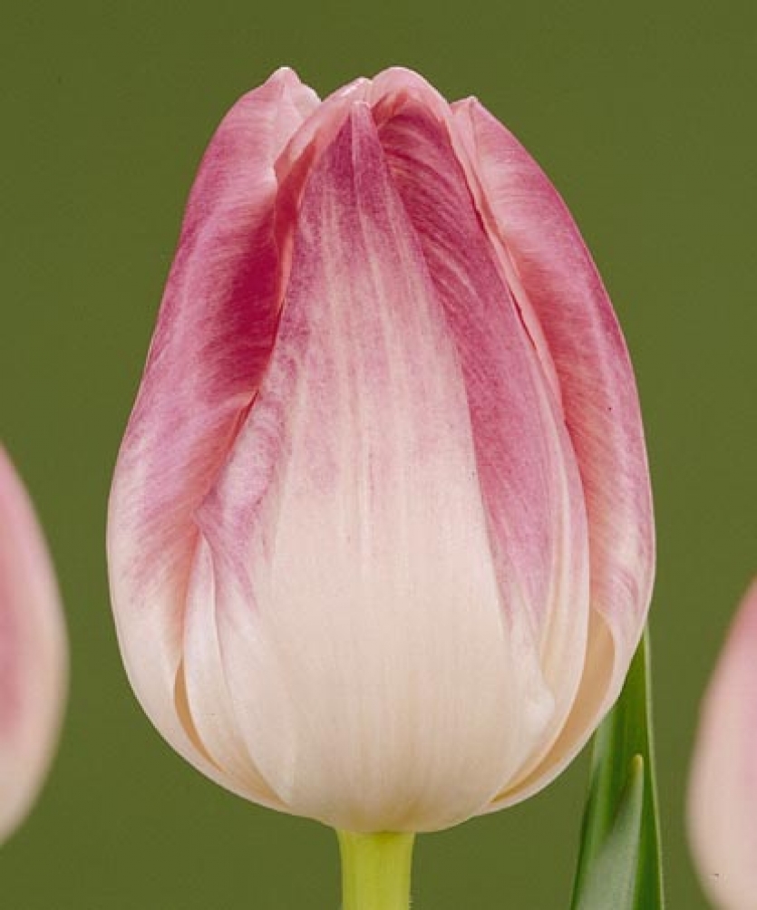 Тюльпан ферст прайс фото и описание