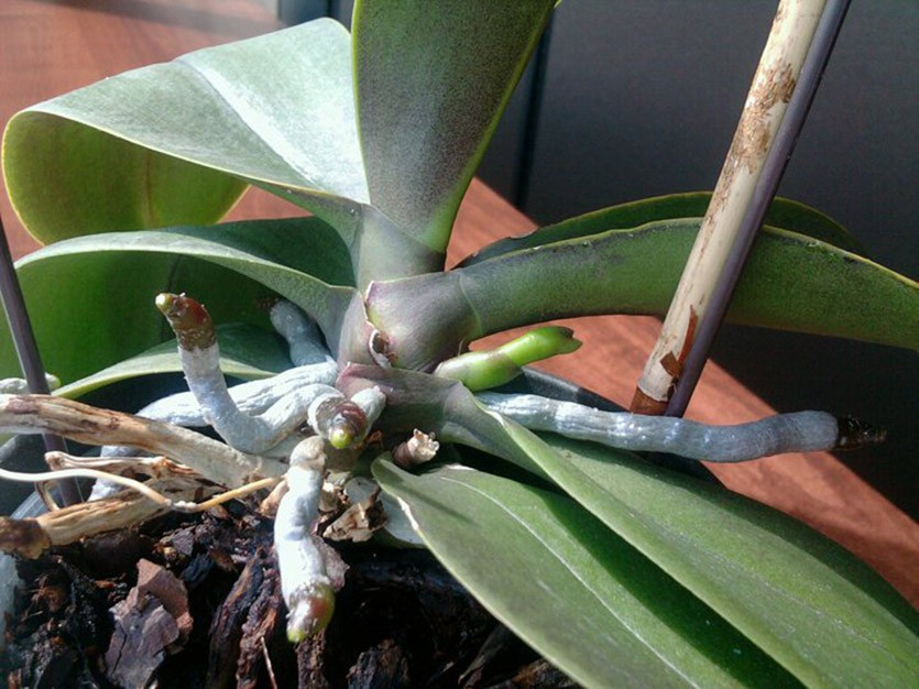 Молодые корни орхидеи
