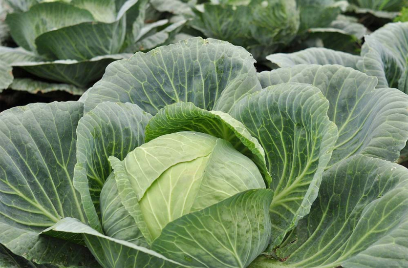 Как вырастить хороший урожай капусты: 5 правил от опытного огородника