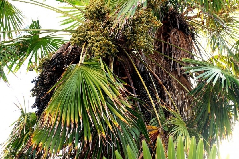 болезни пальмы