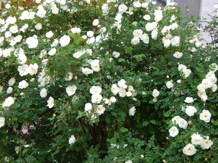 Белый шиповник - My Garden