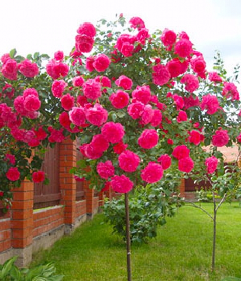 Роза штамбовая розариум ютерсен (плетистая) - My Garden
